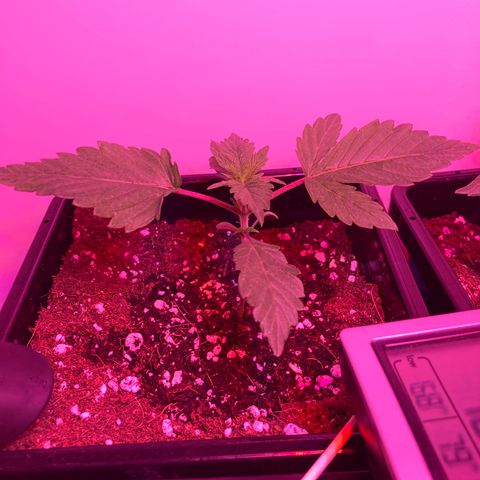 Unknown strain growlog photo: Update am