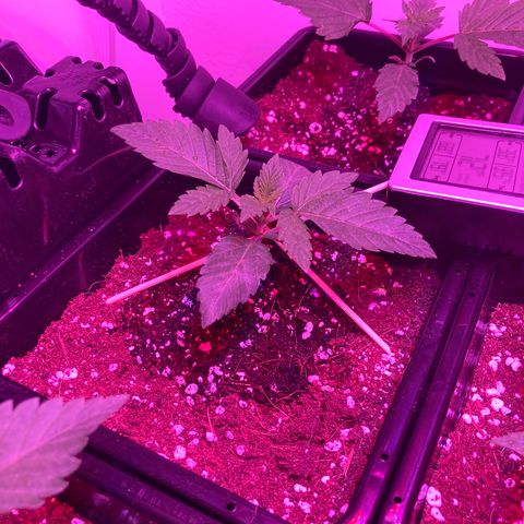 Unknown strain growlog photo: Update am