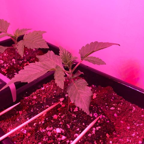 Unknown strain growlog photo: Update am