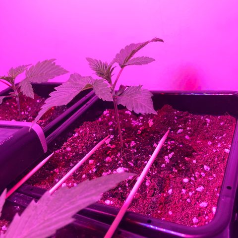 Unknown strain growlog photo: Update am