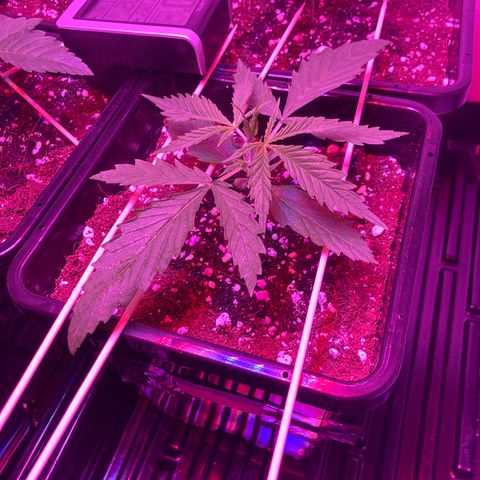 Unknown strain growlog photo: Update am