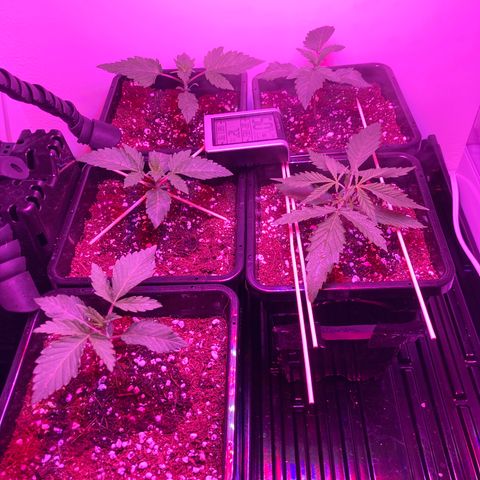 Unknown strain growlog photo: Update am