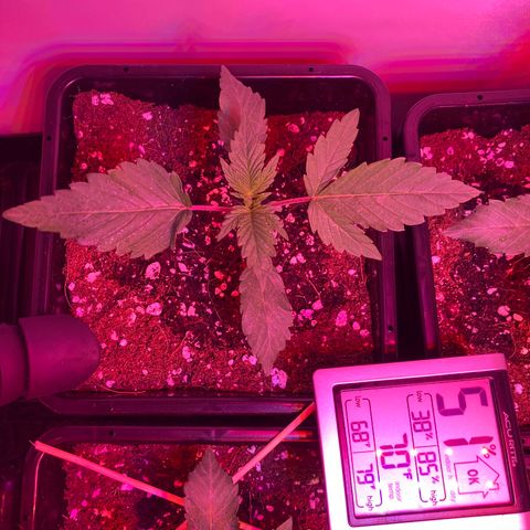 Unknown strain growlog photo: Update am