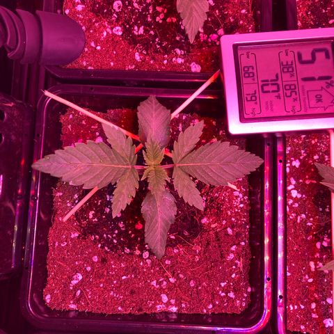 Unknown strain growlog photo: Update am