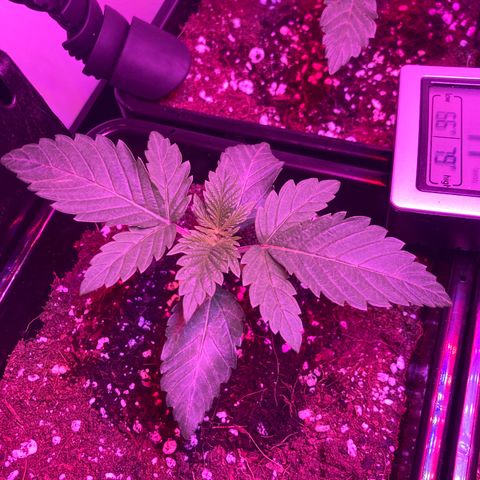 Unknown strain growlog photo: Update pm