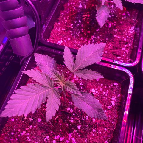 Unknown strain growlog photo: Update pm