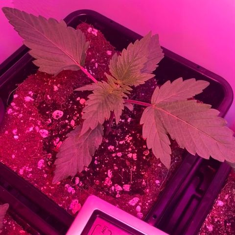 Unknown strain growlog photo: Update pm