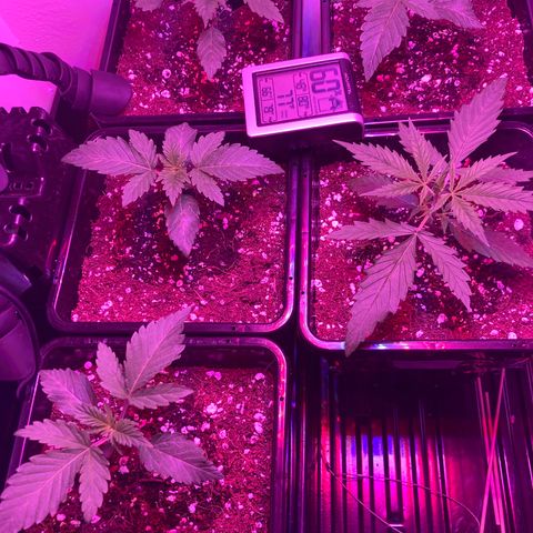 Unknown strain growlog photo: Update pm