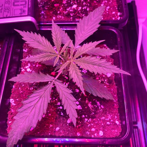 Unknown strain growlog photo: Update pm