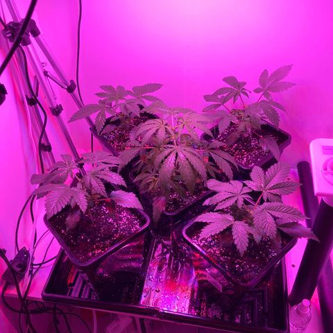 Unknown strain growlog timeline photo