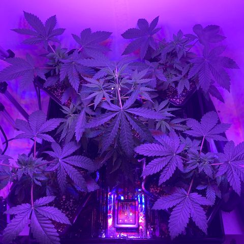 Unknown strain growlog photo: Update photo