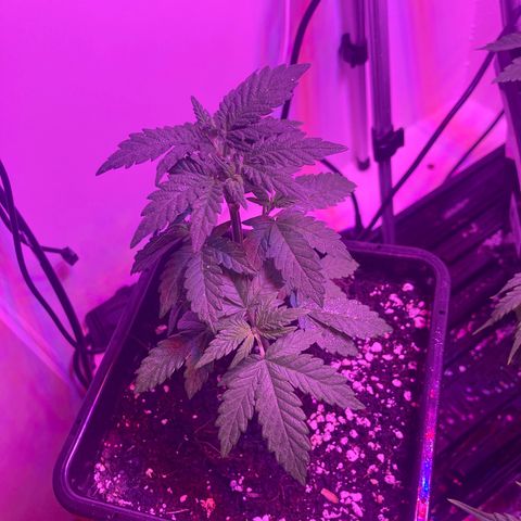 Unknown strain growlog photo: Update photos 