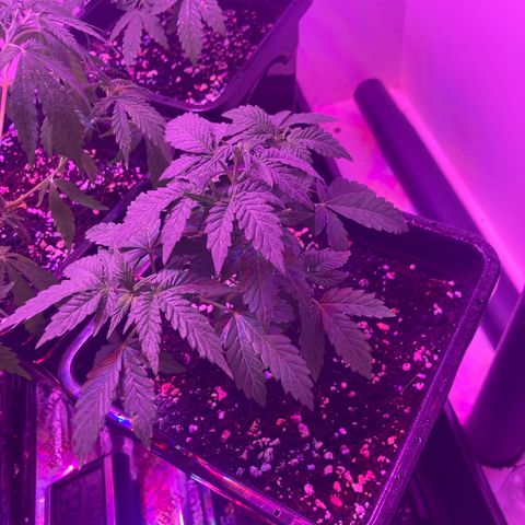 Unknown strain growlog photo: Update photos 