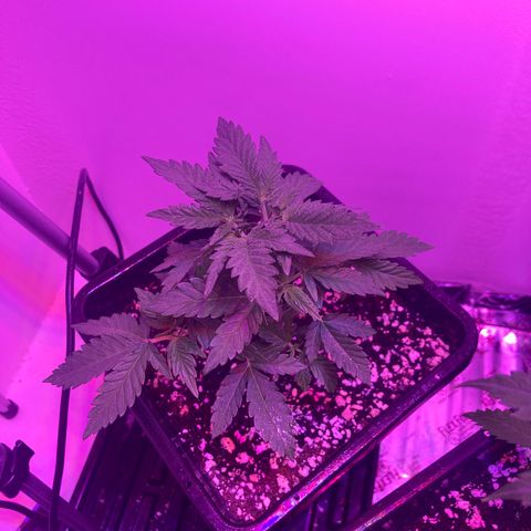 Unknown strain growlog photo: Update photos 