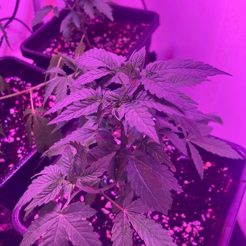 Unknown strain growlog photo: Update photos 