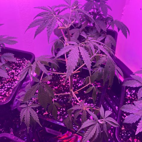 Unknown strain growlog photo: Update photos 