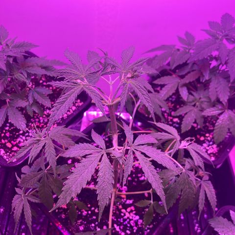 Unknown strain growlog photo: Update photos 