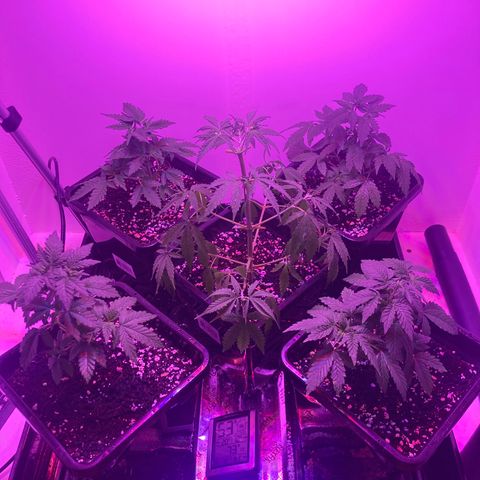Unknown strain growlog photo: Update photos 