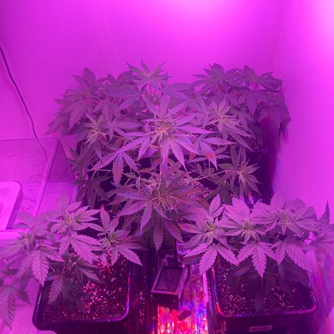 Unknown strain growlog timeline photo