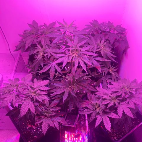 Unknown strain growlog timeline photo