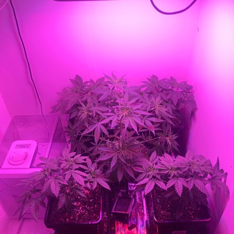 Unknown strain growlog timeline photo