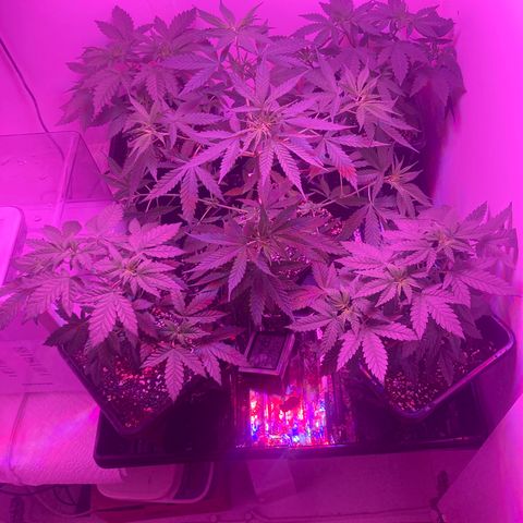 Unknown strain growlog timeline photo