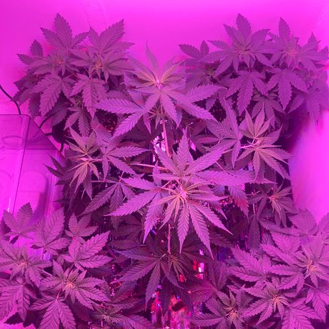 Unknown strain growlog timeline photo