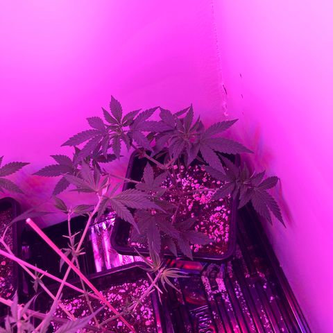 Unknown strain growlog timeline photo