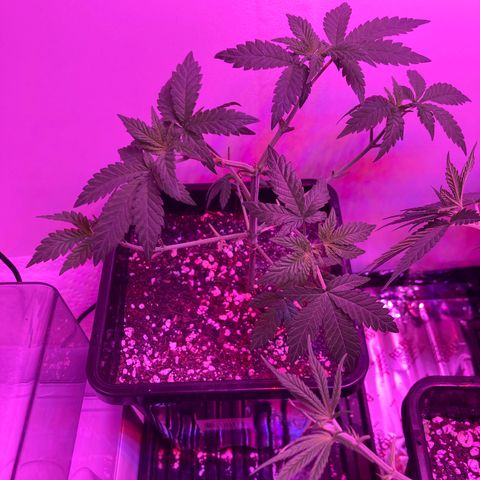 Unknown strain growlog timeline photo