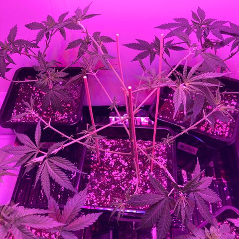Unknown strain growlog timeline photo