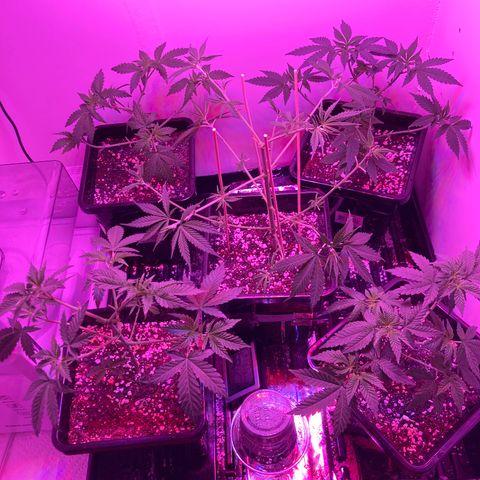 Unknown strain growlog timeline photo