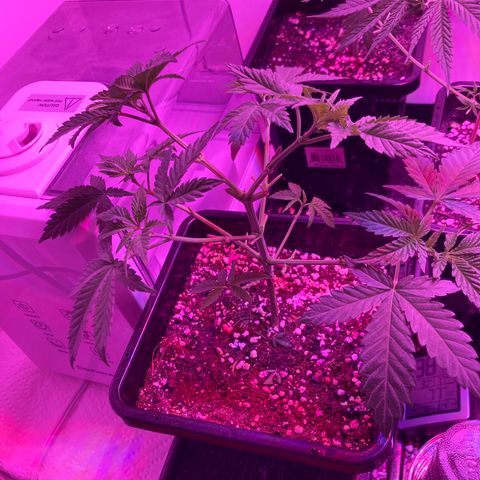 Unknown strain growlog timeline photo