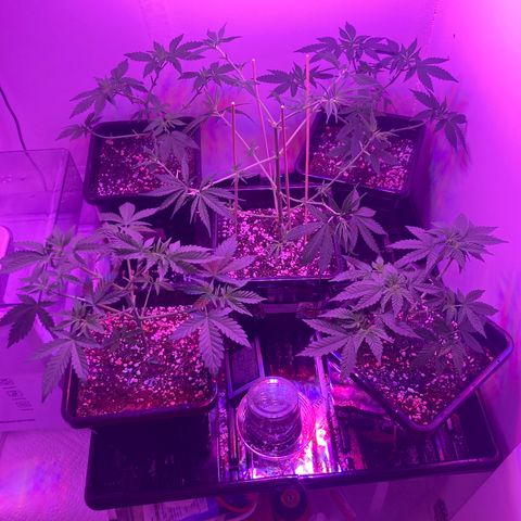 Unknown strain growlog timeline photo