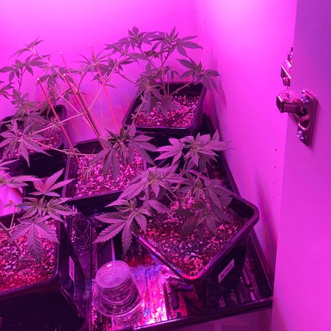 Unknown strain growlog timeline photo