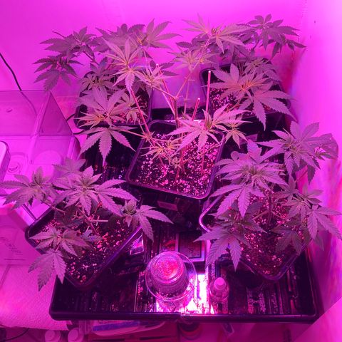 Unknown strain growlog timeline photo