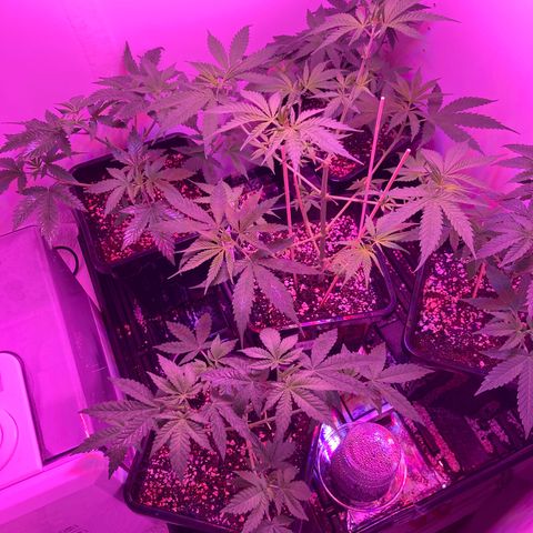 Unknown strain growlog timeline photo