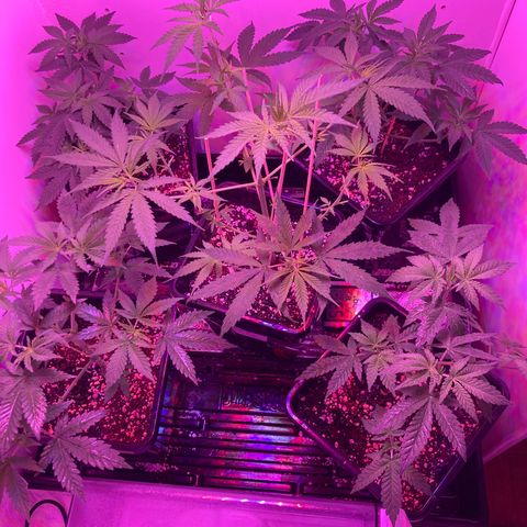 Unknown strain growlog timeline photo