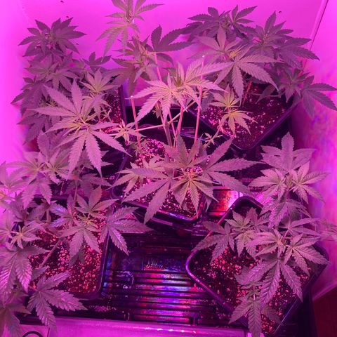 Unknown strain growlog timeline photo