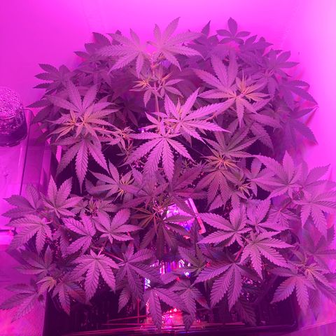 Unknown strain growlog timeline photo