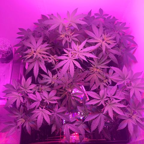 Unknown strain growlog timeline photo
