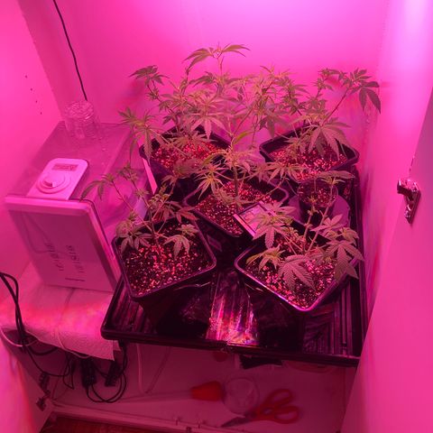 Unknown strain growlog photo: Before and after defoliation 