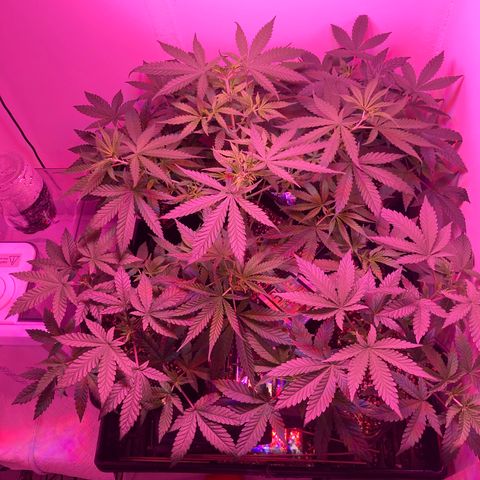 Unknown strain growlog photo: Before and after defoliation 