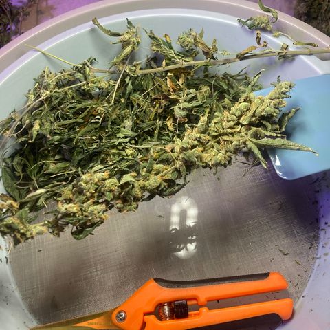 Unknown strain growlog photo: Dry trimmed