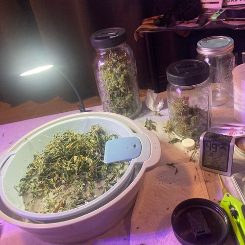 Unknown strain growlog photo: Dry trimmed