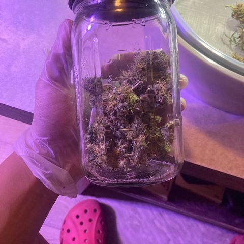 Unknown strain growlog photo: Dry trimmed
