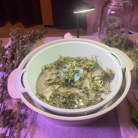 Unknown strain growlog photo: Dry trimmed