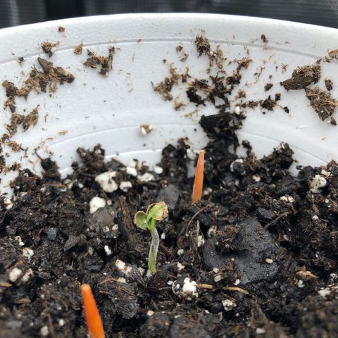1-PTR-8 #9 growlog timeline photo