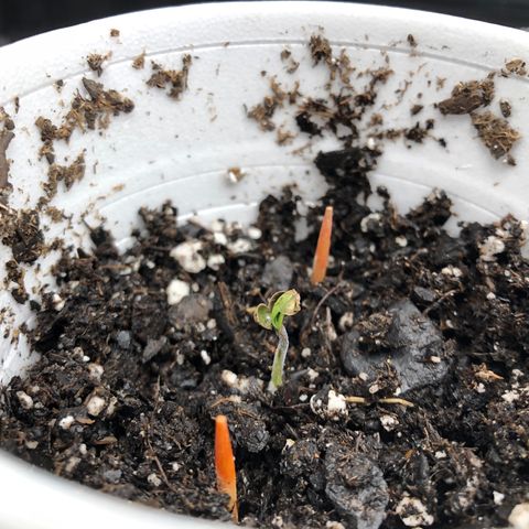 1-PTR-8 #9 growlog timeline photo