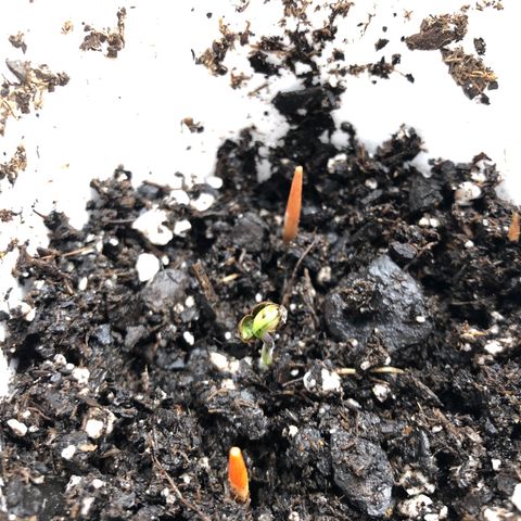 1-PTR-8 #9 growlog timeline photo