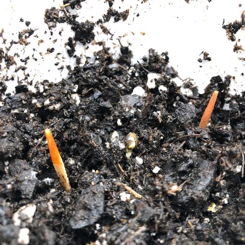1-PTR-8 #9 growlog timeline photo